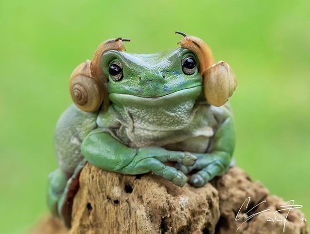Na ljestvici od 1 do 10, koliko vam ova žaba liči na princezu Leiu iz Ratova zvijezda?