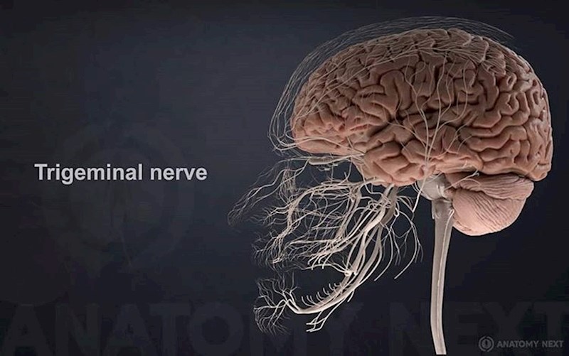 Ljudski mozak može biti aktivniji tijekom sna. Naravno, puno toga ovisi o stupnju i "dubini" sna.
