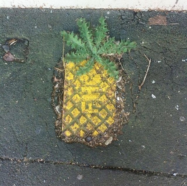 Zgaženi ananas?