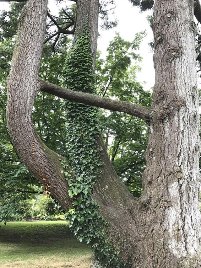 Spojeno stablo?