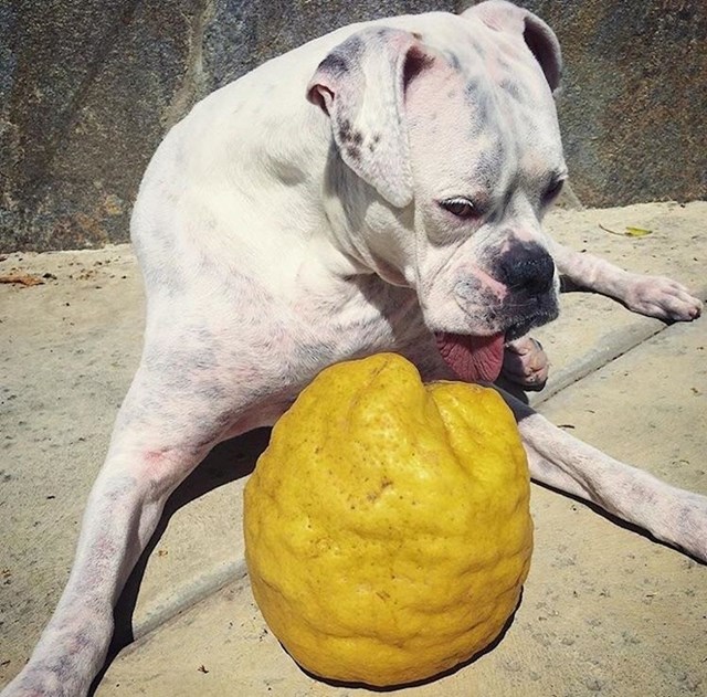 "Ogromni limun s maminog stabla i naš 45 kg teški pas, usporedite veličine!"