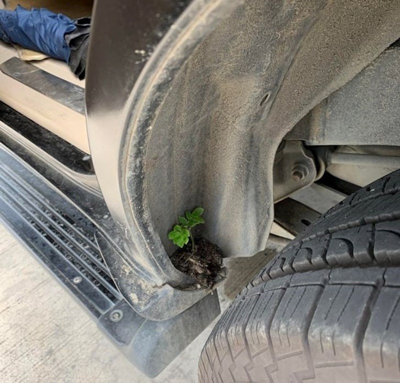 "Tu mi je ostala šaka zemlje nakon vožnje po blatu. Nakon nekog vremena je iz nje izrasla biljčica."