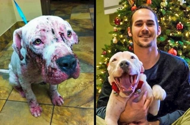 Napušteni pas prije i nakon što je dobio vlasnika