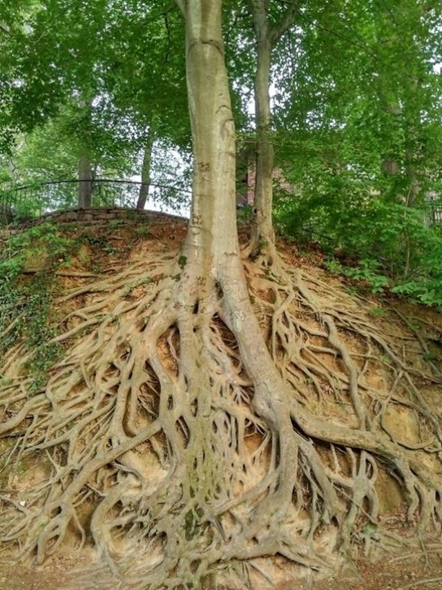 Ovako zapravo izgleda korijenje većih stabala.