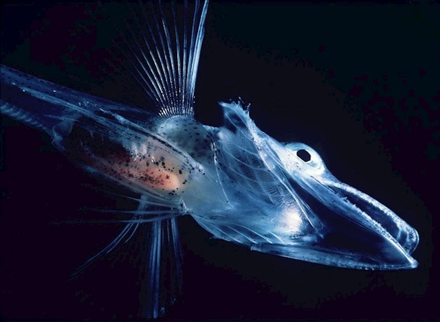 Chaenocephalus Aceratus