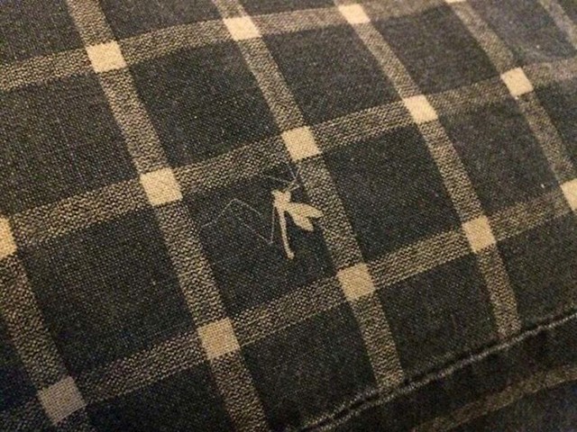 Što se dogodi kad komarac ostane na jastučnici prije nego što je tijekom proizvodnje ofarbaju...
