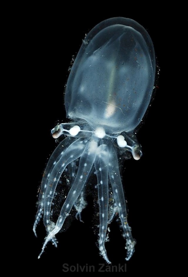 Staklena hobotnica