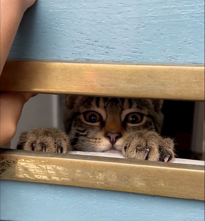 "Ovo je naš mačak Percy. On voli provocirati poštara."