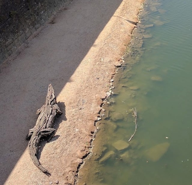 Ne, ovo nije krokodil. Pogledajte malo bolje.