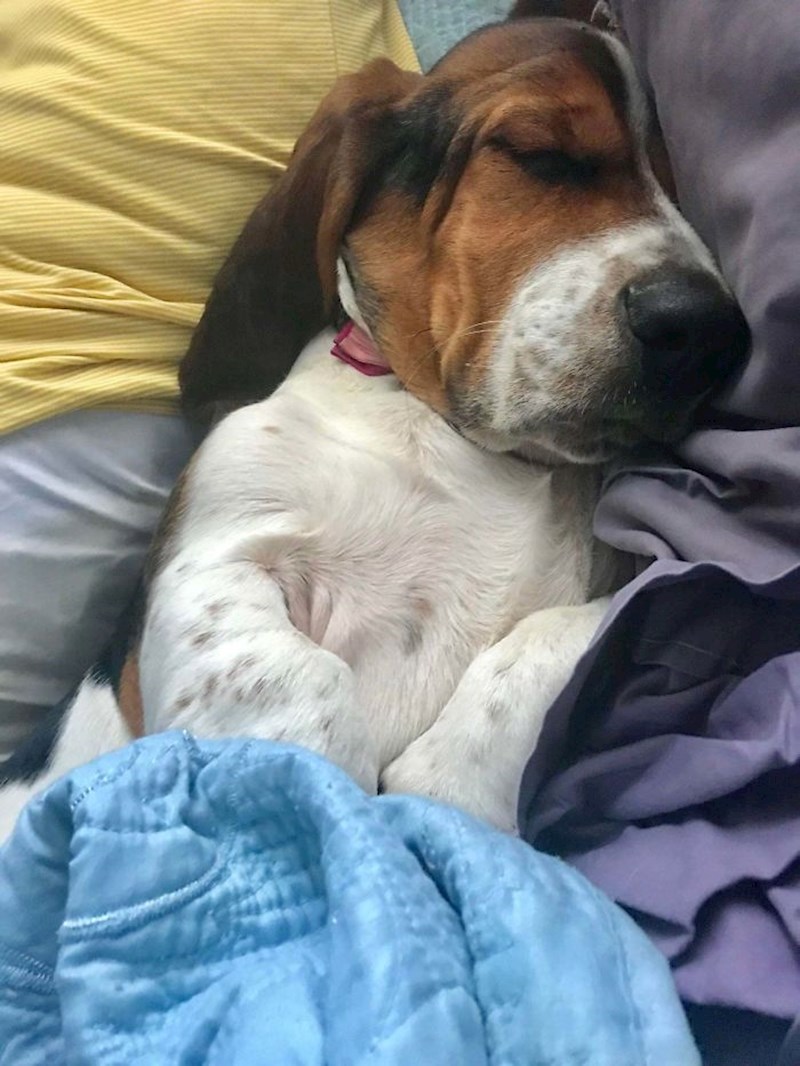 "Muž je samo nakratko ustao iz kreveta, no naš pas je iskoristio priliku, legao na njegovu stranu, zaspao i počeo hrkati."