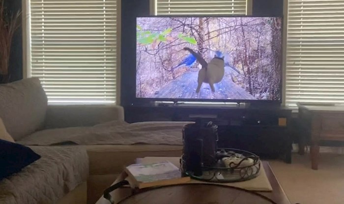 VIDEO Mačka je pokušala uloviti ptice s TV-a, vlasnik je snimio trenutak urnebesnog promašaja