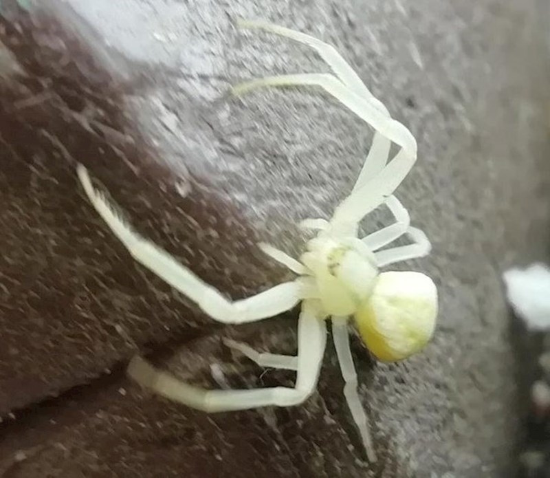 "Primijetio sam da mi po nozi hoda albino pauk. Uspio sam ga uslikati izbliza..."