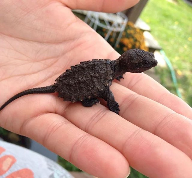 "Ova čudna kornjačica izgleda kao mali dinosaur."