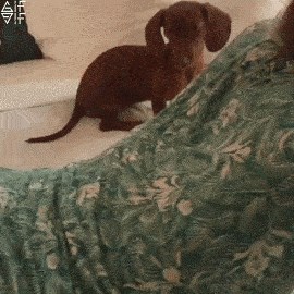 Muž je ženu udarao po guzi, a onda je došao pas i nasmijao ga svojom reakcijom