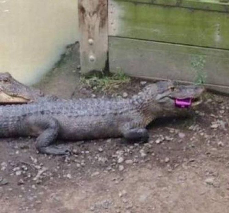 "Mislim da je vrijeme da nabavim novi mobitel."