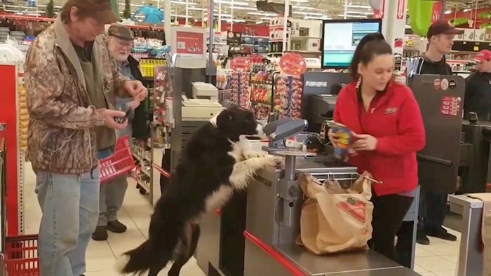 VIDEO Snimili su psa koji zna sam ići u kupovinu, na blagajni je uslijedio najbolji dio