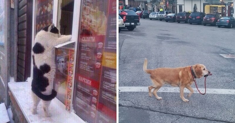 20 zanimljivih slika životinja koje su se bavile čudnim stvarima
