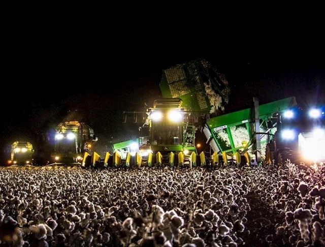 Kombajn na polju pamuka izgleda kao veliki rock koncert.