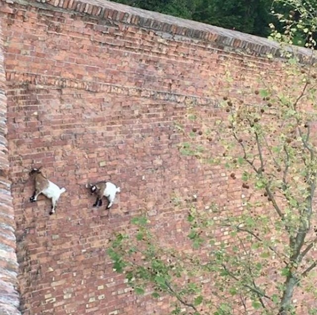 Koze koje prkose gravitaciji