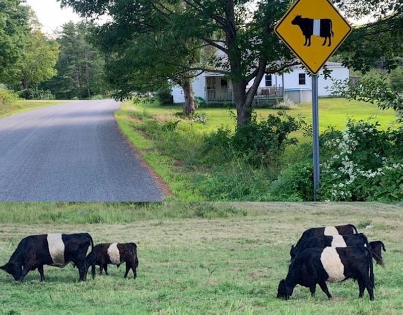 "Čudio sam se kad je netko pomoću bijele ljepljive trake dodao detalj na prometni znak, a onda sam vidio ove krave..."