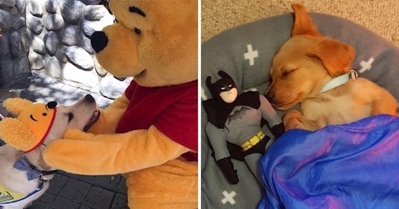 12 totalno razmaženih kućnih ljubimaca koji uživaju u domu svojih vlasnika