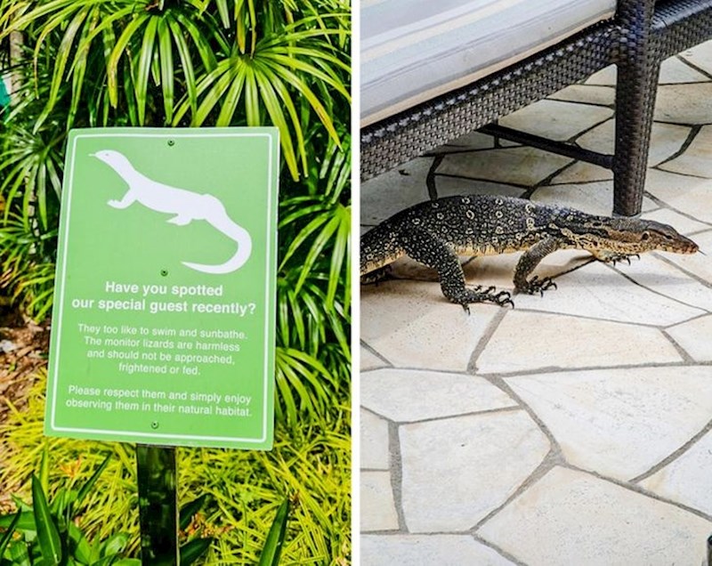 "Hotel u kojem sam bio imao je 'posebnog gosta', velikog guštera koji se volio kupati u hotelskom bazenu."