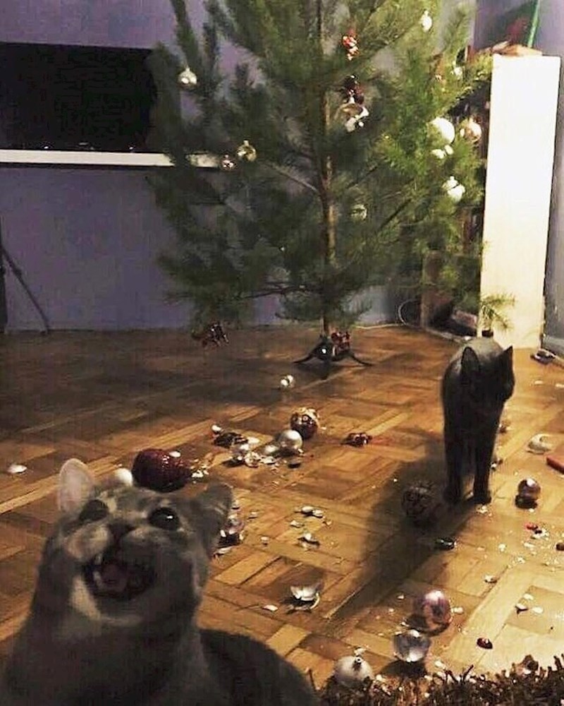 Okitili su božićno drvce, no njihovim mačkama se to nije svidjelo.