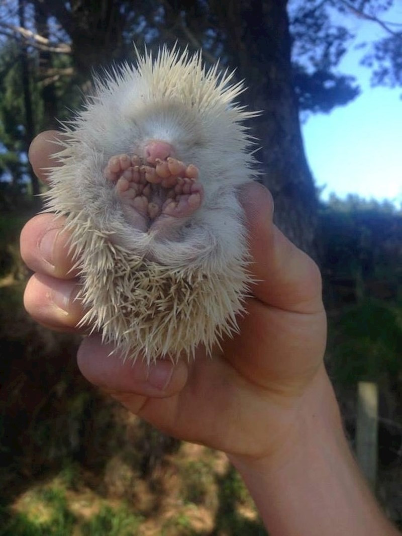 Albino jež pronađen na Novom Zelandu