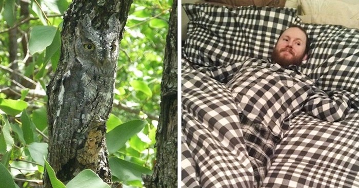 20 zanimljivih slučajeva kad su se stvari pred kamerom savršeno uklopile u pozadinu