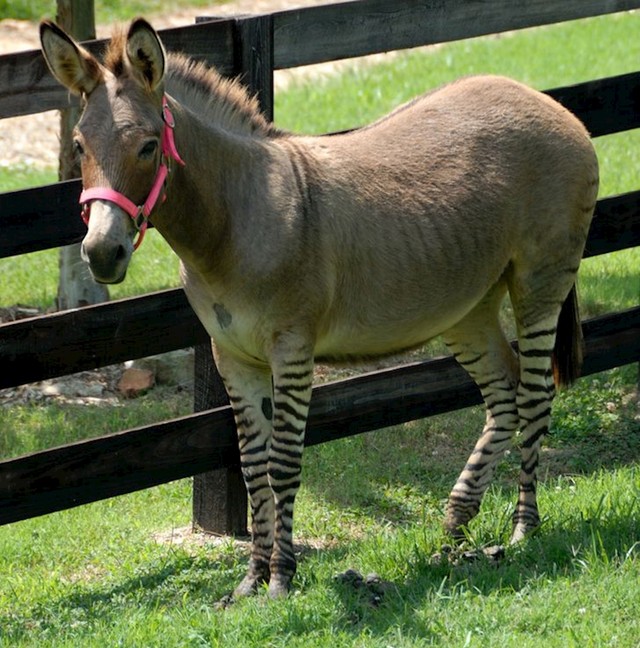 Jeste li ikad vidjeli mješanca zebre i magarca?