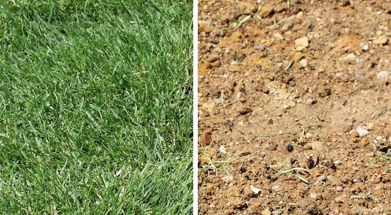 Mnogim muškarcima se kosa mijenja otprilike kao i ovaj travnjak...