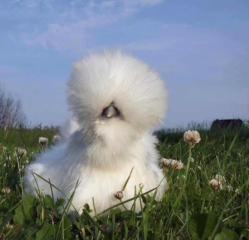 Jeste li ikad vidjeli svilastu kokoš?