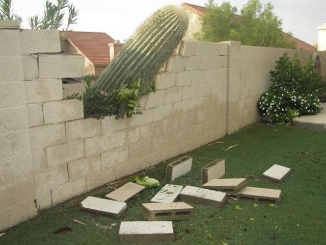 "Susjedov veliki kaktus je srušio našu ogradu."