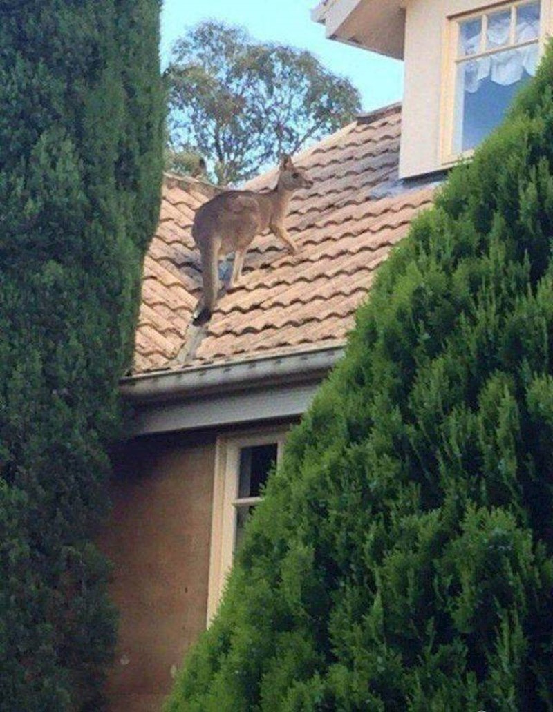 Podsjeća li vas ovo na one američke filmove u kojima se dečko penje po krovu kako bi kriomice ušao u sobu svoje djevojke?