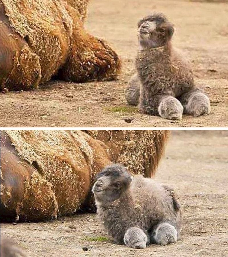 Bebe deva su preslatke!