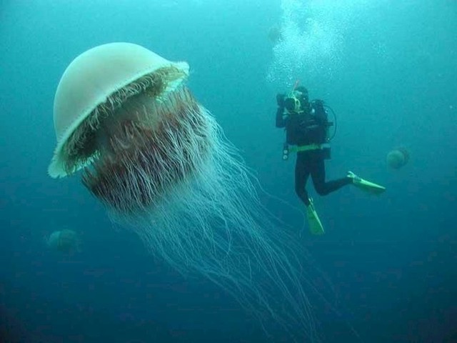 Meduza lavlja griva
