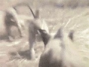 Ovi majmuni su očito gledali previše akcijskih filmova pa su odlučili na svoj način isprobati jednu od scena