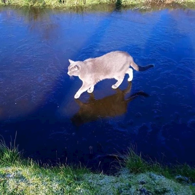 Ova mačka izgleda kao da hoda po vodi.