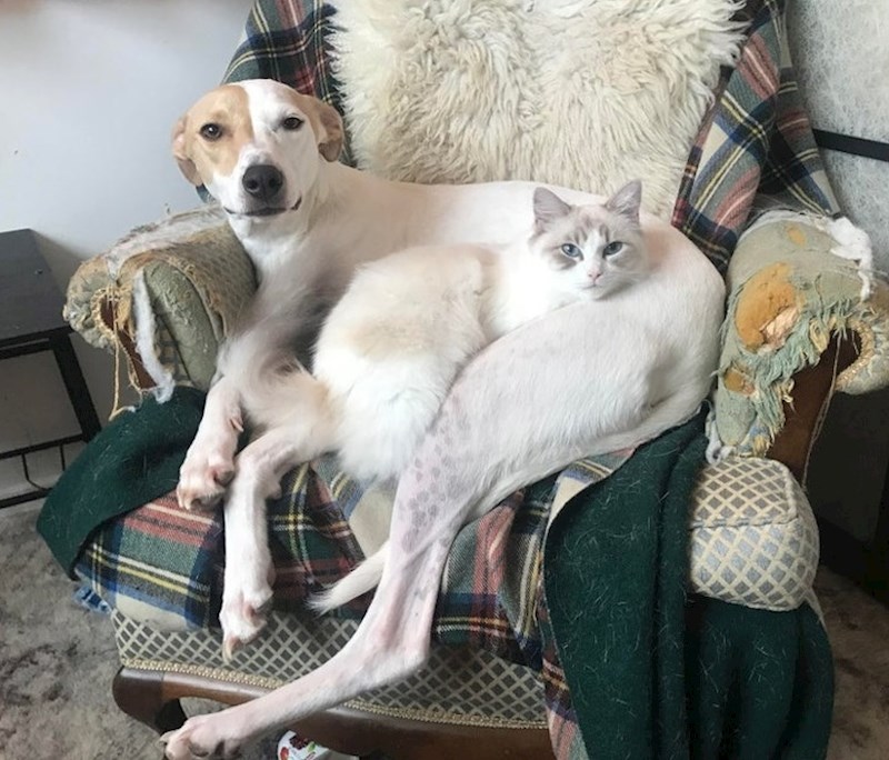 "Naša mačka je bila plašljiva od prvog dana kad smo je našli na ulici. Njen najbolji prijatelj Lacey je uvijek tu za nju kad se ona osjeća loše."