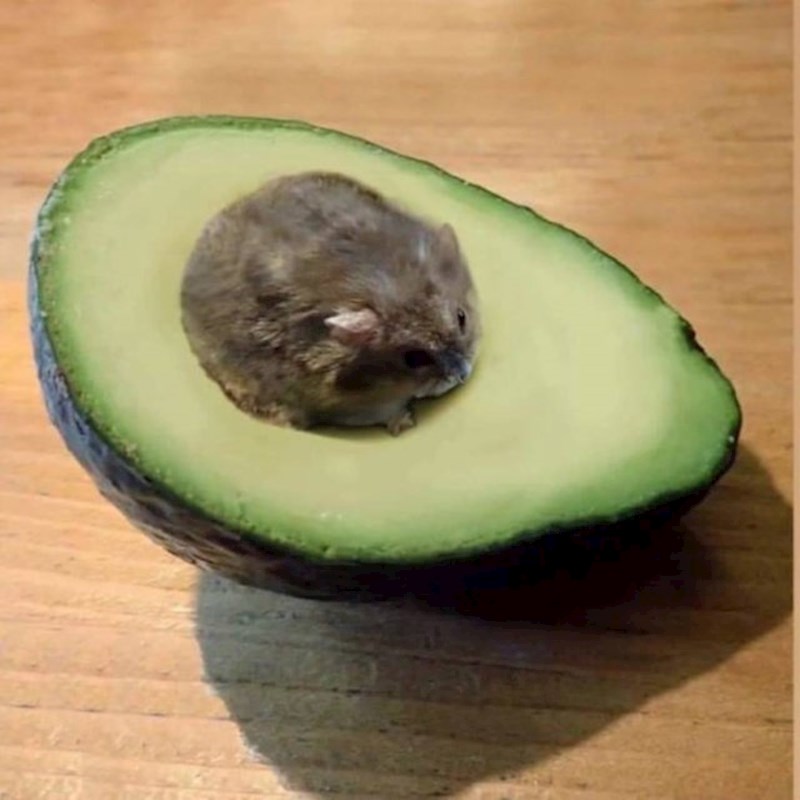 Hrčak koji izgleda kao koštica avokada