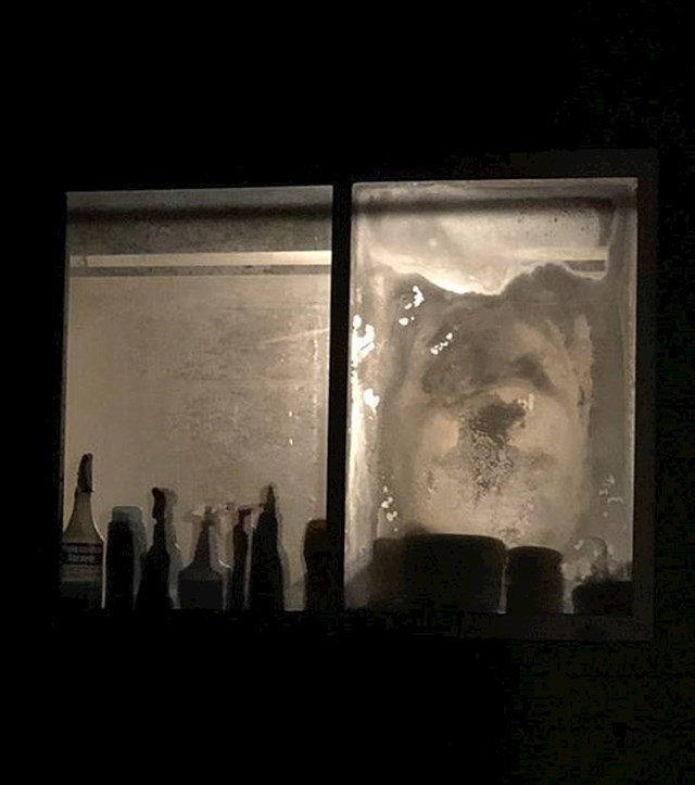 Vidite li i vi psa na zamagljenom prozoru?
