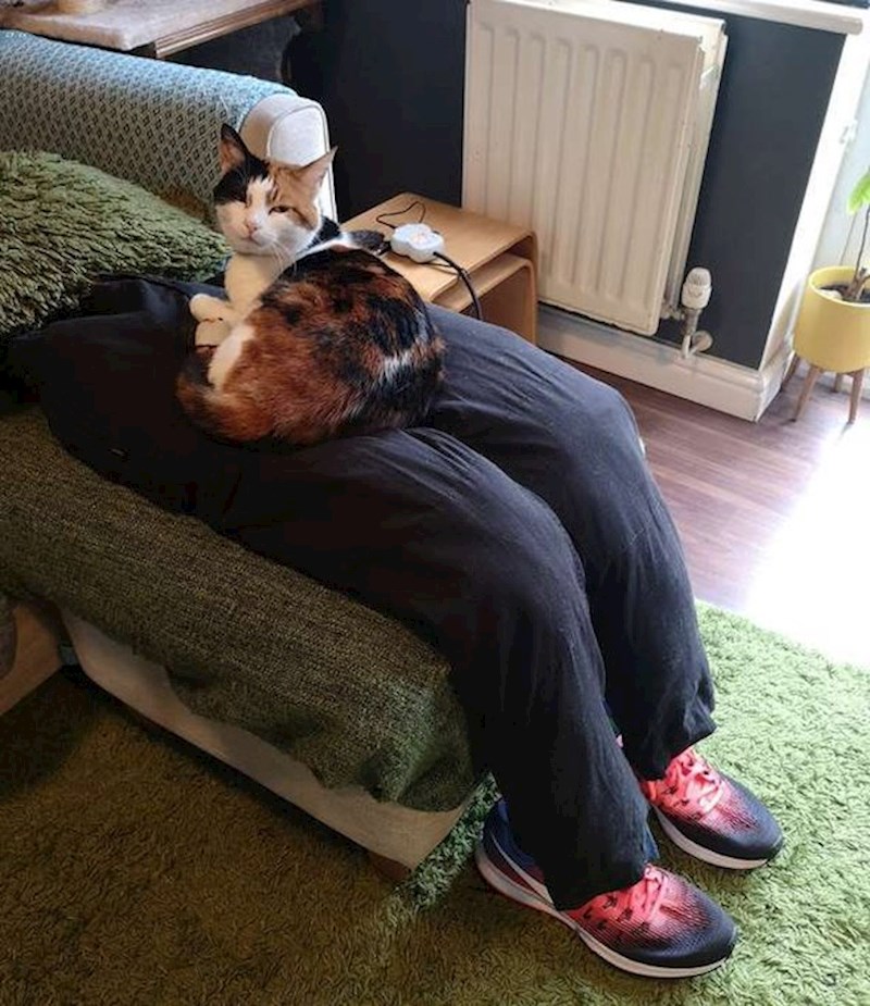 Jedan par je morao napraviti lažne noge kako bi njihova ljubimica mogla ležati u lažnom krilu dok oni nešto drugo rade.