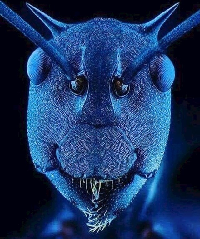 A ovako zapravo izgleda glava i lice mrava.