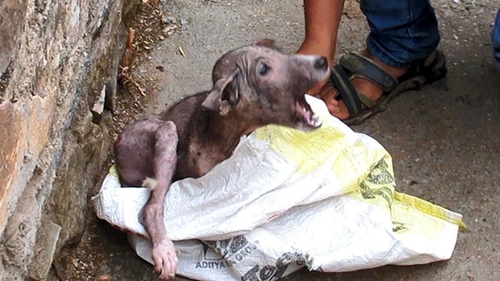 VIDEO Izgladnjeli i bolesni psić umirao je u staroj vreći, a onda su ga pronašli i omogućili mu novi početak
