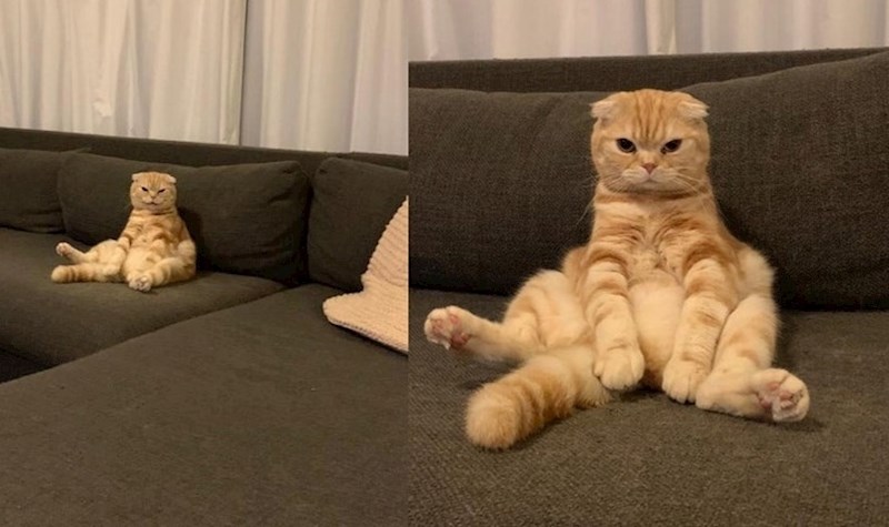 "Dečki mi je čuvao mačku. Uključio je TV i otišao, kad se vratio u sobu, vidio je ovo..."