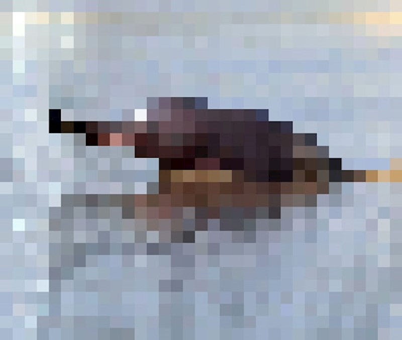 Indijski riječni dupin, preostalo: oko 1100 (procjena)