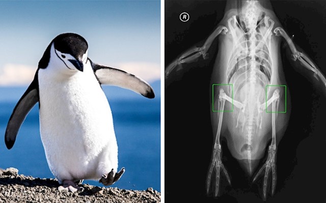 Vjerovali ili ne, pingvini imaju koljena!