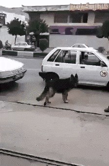 Pametni pas je sam ušao u auto, zatvorio vrata i od ponosa počeo lajati