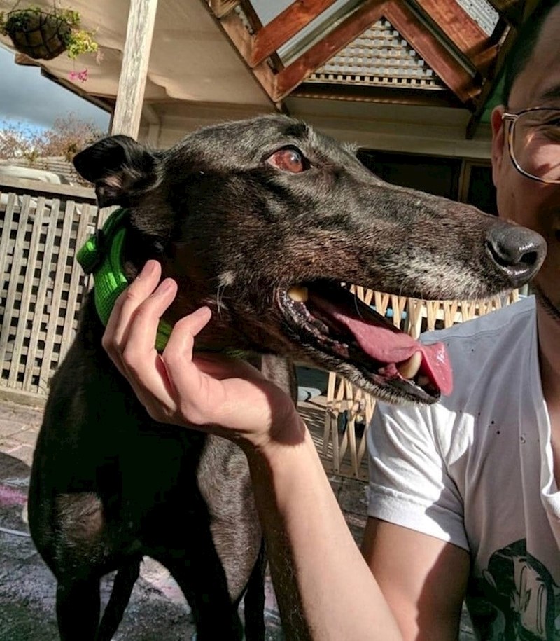 Ovaj pas ima opasne zube... ili ipak ne.