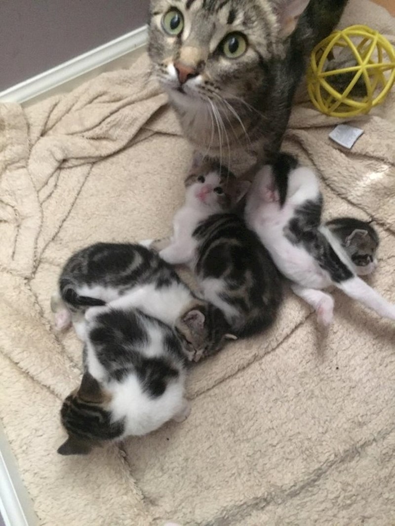 "Ovo je Trojanska mica maca! Nagovorila sam muža da je udomimo, a onda je iz nje izašlo još nekoliko mačića!"